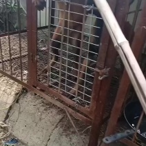 宠物