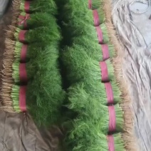 精品茴香