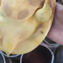 大量批发甲鱼