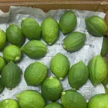 广东香水柠檬一级果