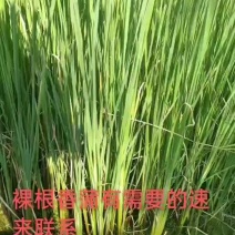 香蒲