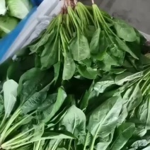 精品菠菜
