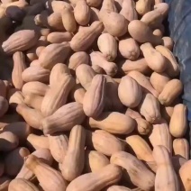 金韩蜜本南瓜