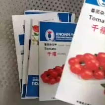 千禧圣女果嫁接苗圣女果嫁接种苗，成品果长期批发基地代办