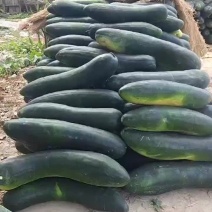 黑皮地冬瓜大量上市，有需要的可以联系