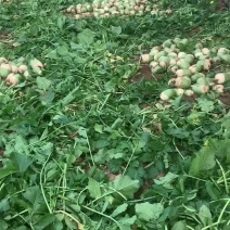 青萝卜