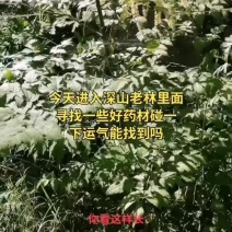 甘肃野生升麻个子质量远超切片货原药材才是地道源头货无硫