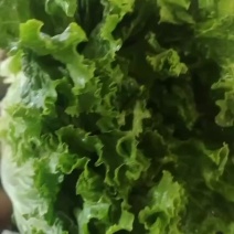精品生菜