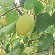 大黄梨