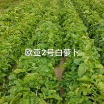 青头萝卜，欧亚2号白萝卜