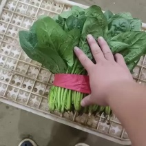 精品菠菜