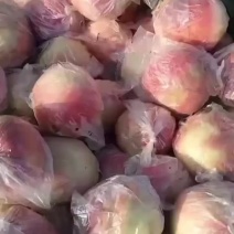 陕西摸袋阿福白大量有货