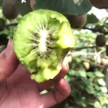 碧玉有机认证猕猴桃