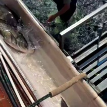 花鲢、大头、雄鱼