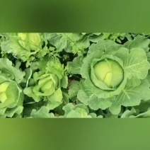 扁包大量有货需要的老板联系