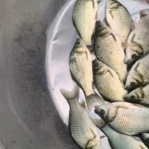 鲫鱼中科三号银鲫中科五号江都鲫常州鲫各种淡水鱼苗