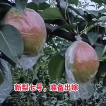 新梨七号个头大，水分足，甜又脆，色度好，欢迎定货