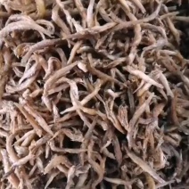 油炸小泥鳅去内脏油炸即食，油炸泥鳅