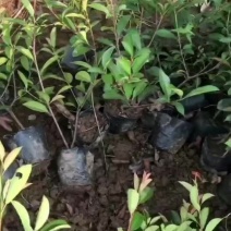 苗圃直供红叶石楠杯苗红叶石楠地苗红叶石楠毛球红叶石楠芽苗