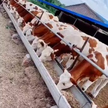 优质西门塔尔，夏洛莱种牛【品质优良价格公道】