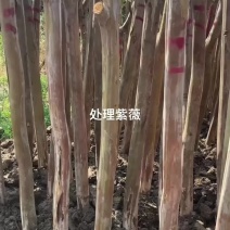 处理3-16公分占地拆迁补偿紫薇，量大基地直发欢迎大家
