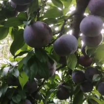 河南黑布李