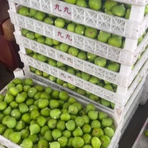 威海青皮无花果大量供应电商，团购，一件代发，工厂果