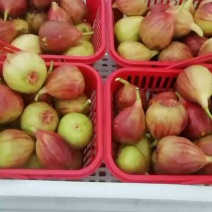 无花果，外号糖包子，量大正在热销中。