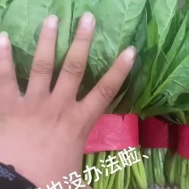 精品大叶菠菜