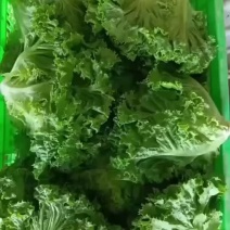 精品叶生菜