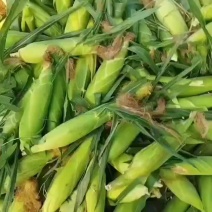 出售玉米水果玉米批发玉米太阳花
