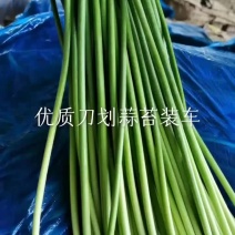 蒜苔大蒜白菜甘蓝