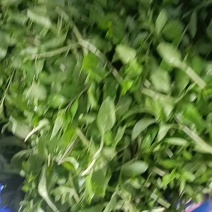 苟杞芽