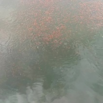 草金鱼