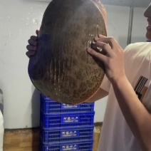 珍珠鳖批发零售，大量现货，一手货源量大从优