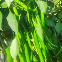 大量批发二荆条。