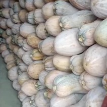 大最蜜本南瓜