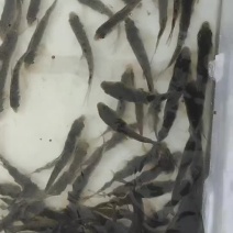 花骨鱼苗，产地直发，品质保证，欢迎选购，可视频看货
