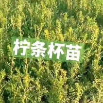 柠条