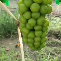 阳光明媚