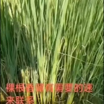 香蒲