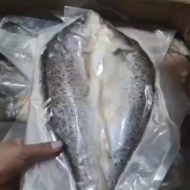开背鲈鱼