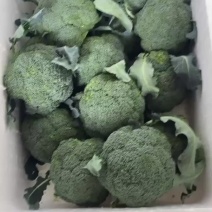 东台西兰花耐寒优全年有货价格实在保证质量欢迎老板联系新鲜