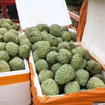 释迦果