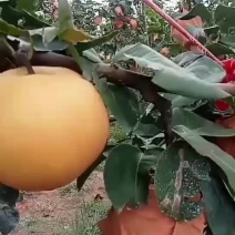 秋月梨