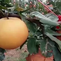 秋月梨
