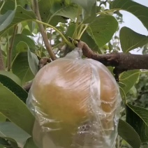 玉露香梨