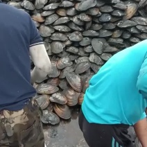 超大河蚌2毛