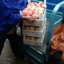 千亩桃园基地永连蜜桃大量上市中有需要联系我哦！？