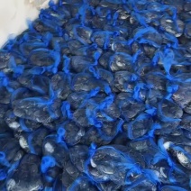 盘锦河蟹